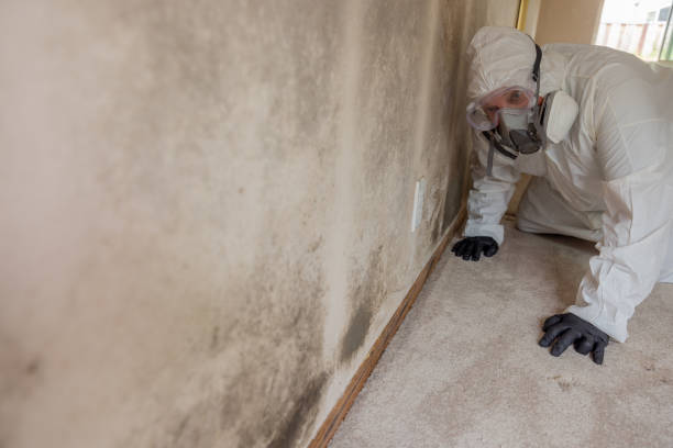  Geva, NE Mold Removal Services Pros